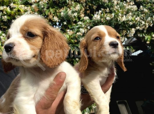 Yavru Cavalier King Charles görsel