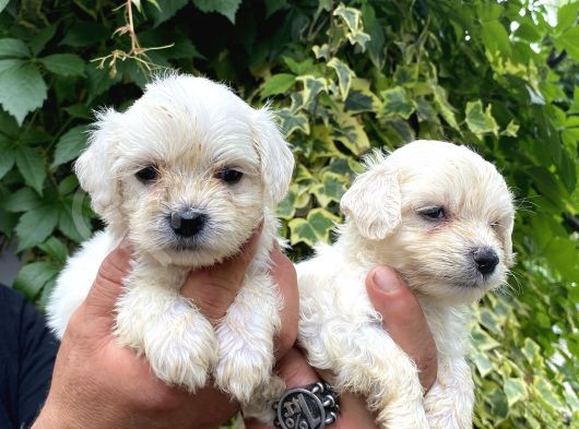 Maltese Terrier Bebekler