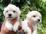 Maltese Terrier Bebekler