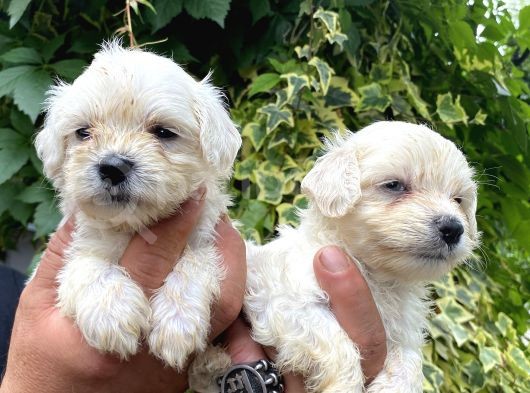 Maltese Terrier Bebekler görsel