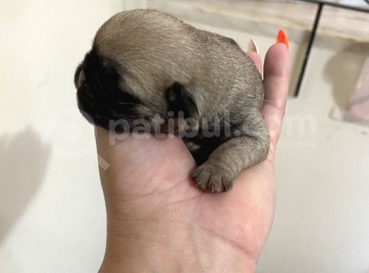 Pug Mops