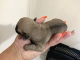 Pug Mops