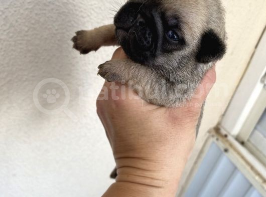 Pug Mops görsel