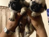 Pug Mops