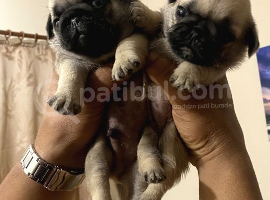 Pug Mops görsel