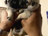 Pug Mops