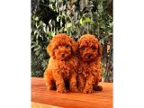 A Kalite Red Brown Toy Poodle Yavrumuz