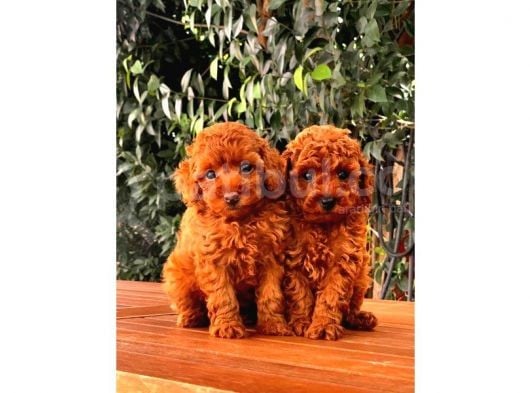 A Kalite Red Brown Toy Poodle Yavrumuz görsel