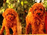 A Kalite Red Brown Toy Poodle Yavrumuz