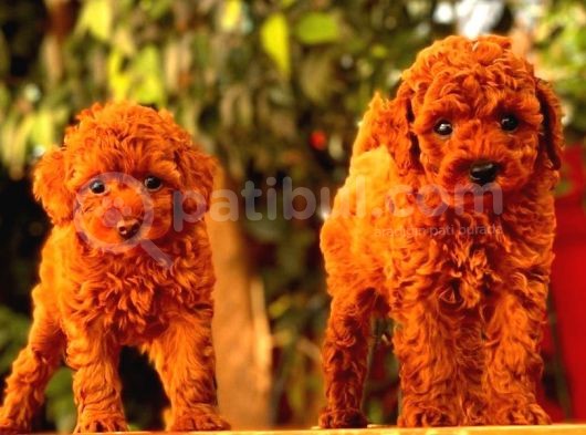 A Kalite Red Brown Toy Poodle Yavrumuz