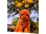 A Kalite Red Brown Toy Poodle Yavrumuz