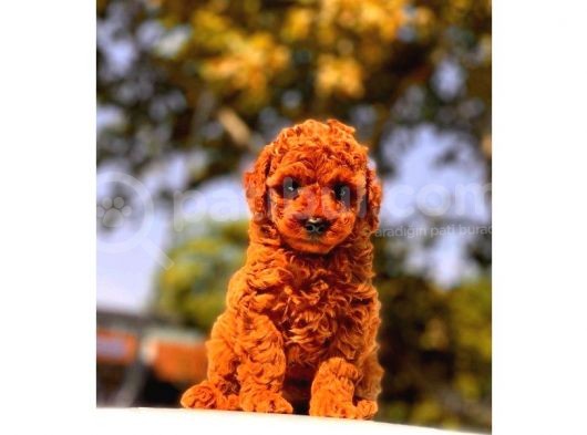 A Kalite Red Brown Toy Poodle Yavrumuz görsel