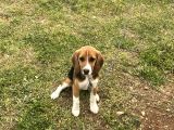 6 Aylık Dişi Beagle Yavrusu