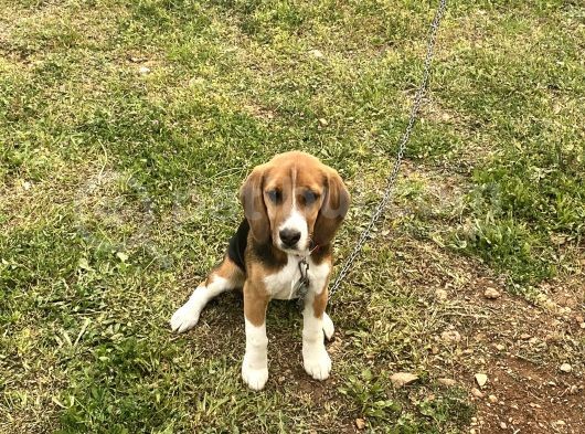 6 Aylık Dişi Beagle Yavrusu görsel
