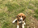 6 Aylık Dişi Beagle Yavrusu