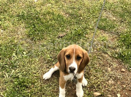 6 Aylık Dişi Beagle Yavrusu görsel