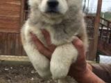 Irk Ve Sağlık Garantili Japon Akita Yavrular