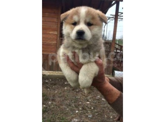 Irk Ve Sağlık Garantili Japon Akita Yavrular görsel