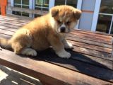 Irk Ve Sağlık Garantili Japon Akita Yavrular