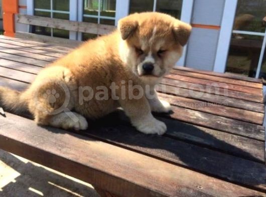 Irk Ve Sağlık Garantili Japon Akita Yavrular görsel