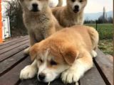 Irk ve Sağlık Garantili Japon Akita Yavrular