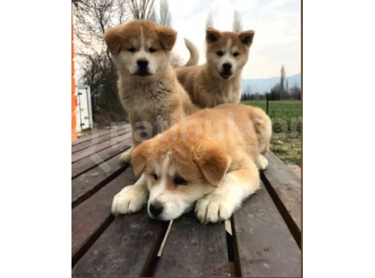 Irk Ve Sağlık Garantili Japon Akita Yavrular