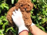 Irk ve Sağlık Garantili Toy Poodle Yavrular