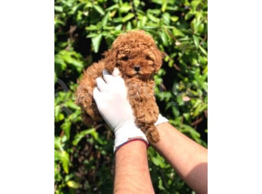 Irk Ve Sağlık Garantili Toy Poodle Yavrular