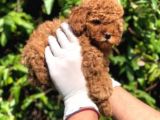 Irk Ve Sağlık Garantili Toy Poodle Yavrular