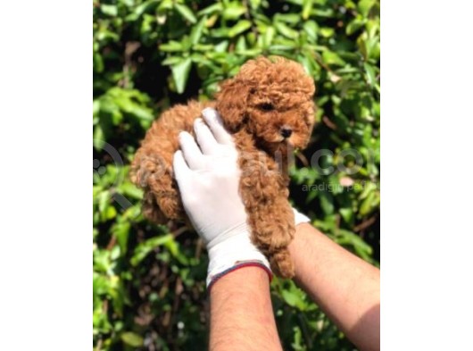 Irk Ve Sağlık Garantili Toy Poodle Yavrular görsel