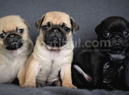Irk Ve Sağlık Garantili Pug Yavrular