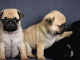 Irk Ve Sağlık Garantili Pug Yavrular