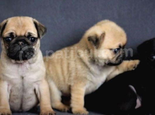 Irk Ve Sağlık Garantili Pug Yavrular görsel