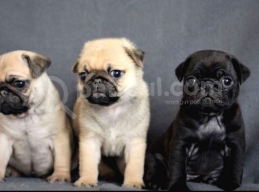 Irk Ve Sağlık Garantili Pug Yavrular görsel
