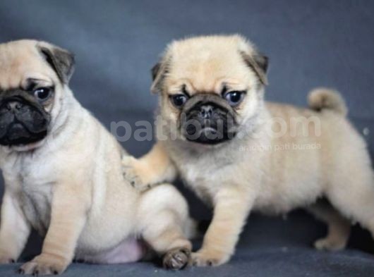 Irk Ve Sağlık Garantili Pug Yavrular görsel