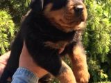 Irk ve Sağlık Garantili Rottweiler Yavrular