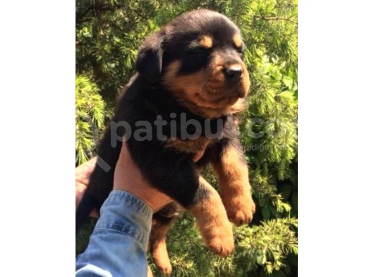 Irk Ve Sağlık Garantili Rottweiler Yavrular