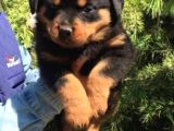 Irk Ve Sağlık Garantili Rottweiler Yavrular