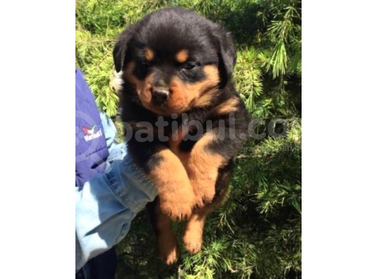 Irk Ve Sağlık Garantili Rottweiler Yavrular görsel