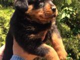 Irk Ve Sağlık Garantili Rottweiler Yavrular