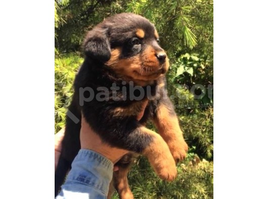 Irk Ve Sağlık Garantili Rottweiler Yavrular görsel