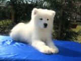 Irk Ve Sağlık Garantili Samoyed Yavrular