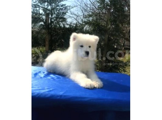 Irk Ve Sağlık Garantili Samoyed Yavrular görsel