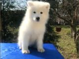 Irk Ve Sağlık Garantili Samoyed Yavrular
