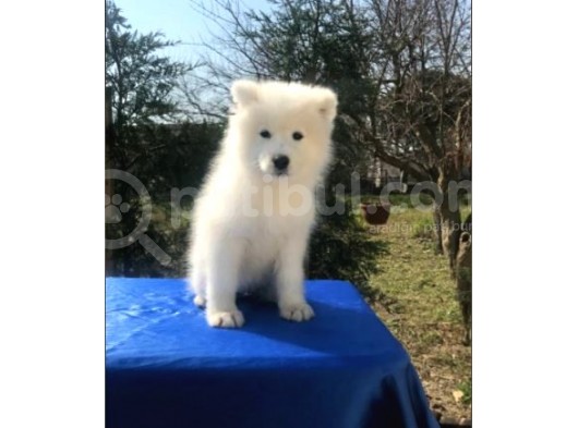 Irk Ve Sağlık Garantili Samoyed Yavrular görsel