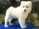 Irk Ve Sağlık Garantili Samoyed Yavrular