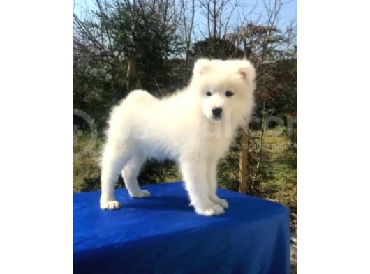 Irk Ve Sağlık Garantili Samoyed Yavrular görsel