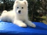 Irk ve Sağlık Garantili Samoyed Yavrular