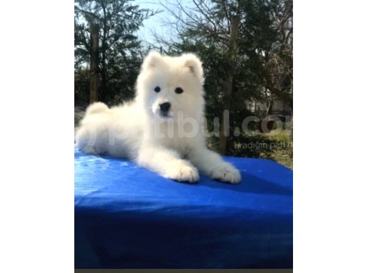 Irk Ve Sağlık Garantili Samoyed Yavrular