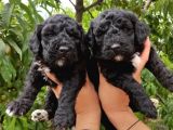Black Poodle Zari̇f Bebekler